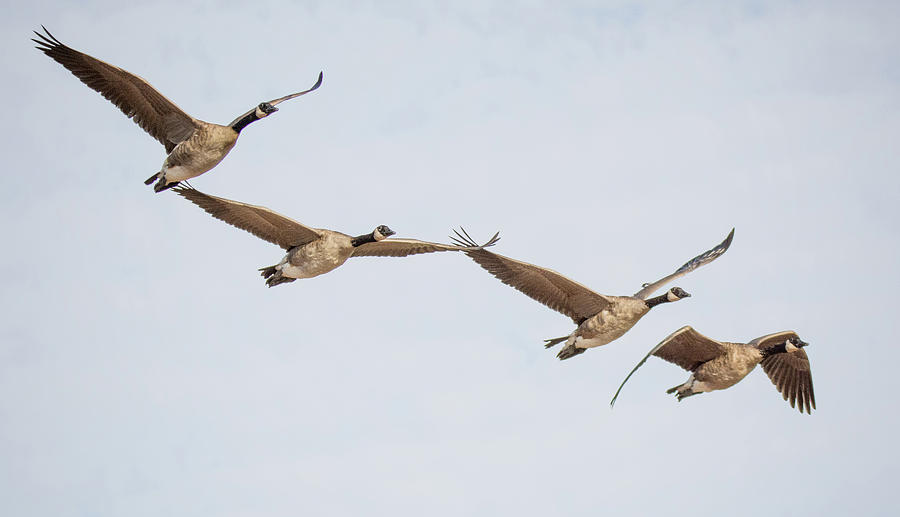Canada Geese 4310-080917-2cr Photograph by Tam Ryan