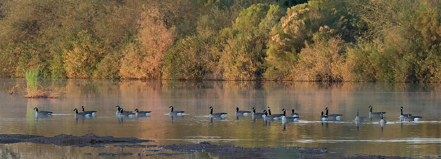 Canada Geese 4491-012818-1cr Photograph by Tam Ryan