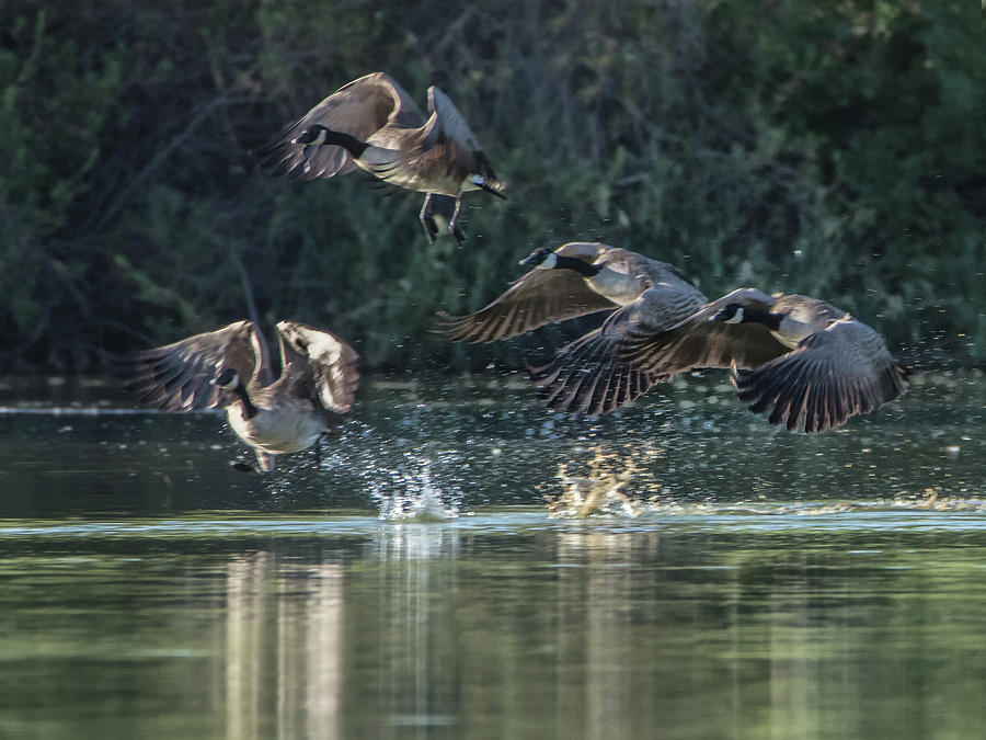 Canada Geese 4986-092017-1cr Photograph by Tam Ryan