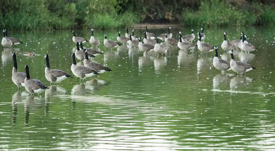 Canada Geese 5063-092117-1cr Photograph by Tam Ryan