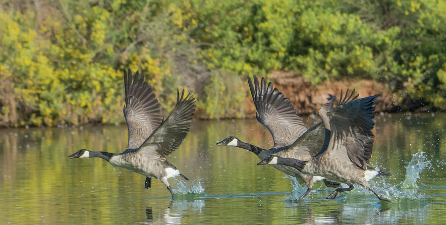 Canada Geese 5666-092217-1cr Photograph by Tam Ryan