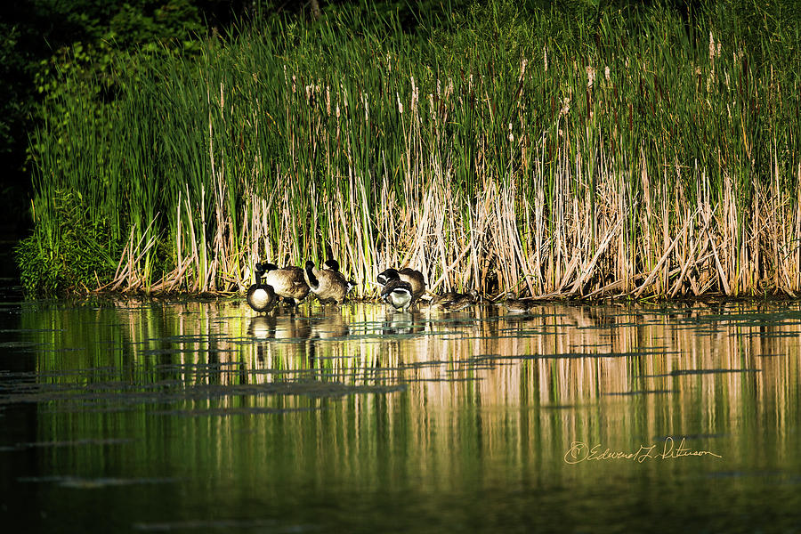 Canada Geese And Wood Ducks Photograph by Ed Peterson