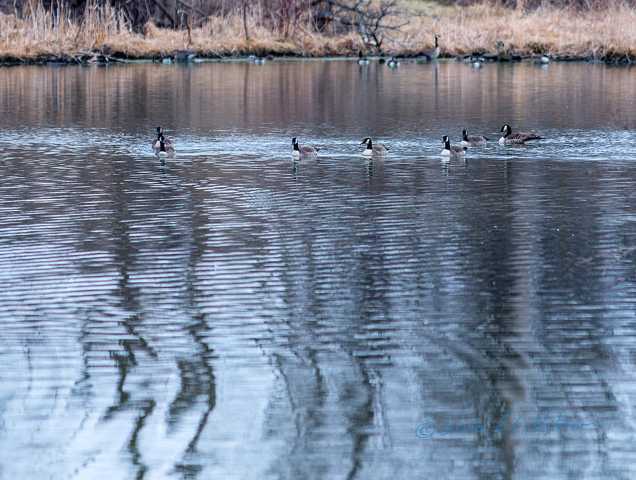 Canada Geese Back Home Photograph by Ed Peterson