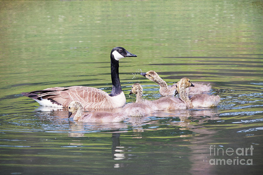 Canada Geese Bathtime Photograph by Sharon McConnell