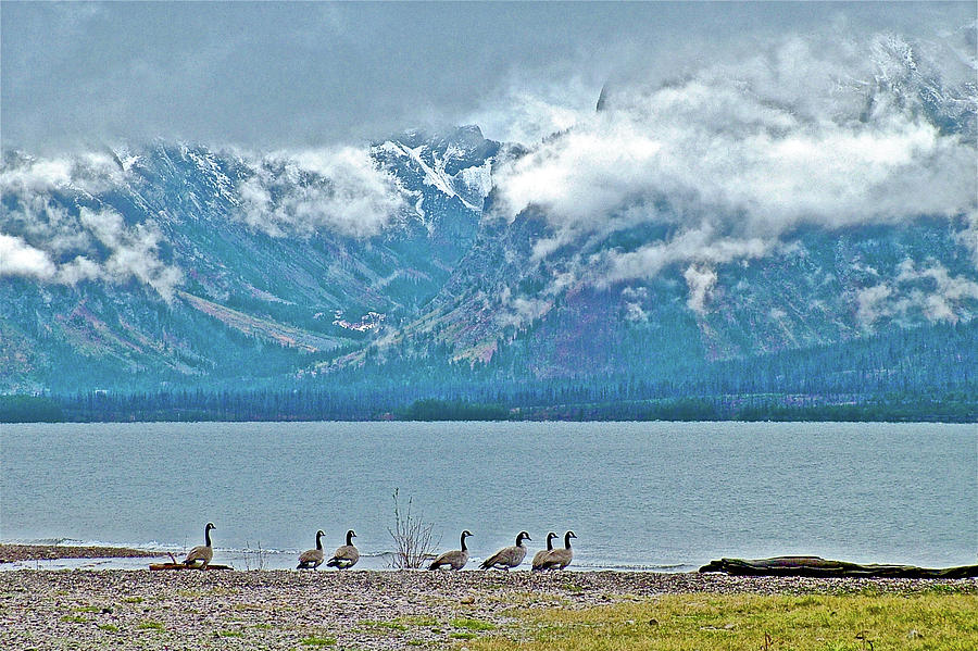 Canada Geese by Jackson Lake, Grand Tetons National Park, Wyoming  Photograph by Ruth Hager