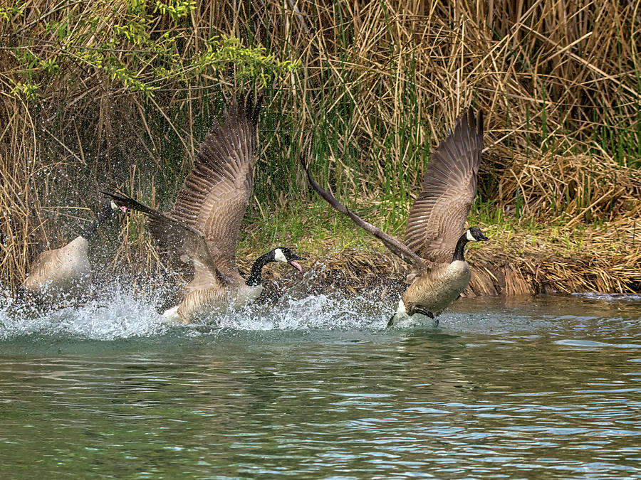 Canada Geese Chase 4953 Photograph by Tam Ryan