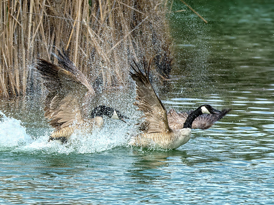Canada Geese Chase 5032 Photograph by Tam Ryan