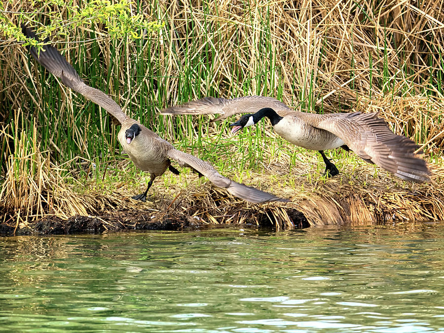 Canada Geese Chase 5037 Photograph by Tam Ryan