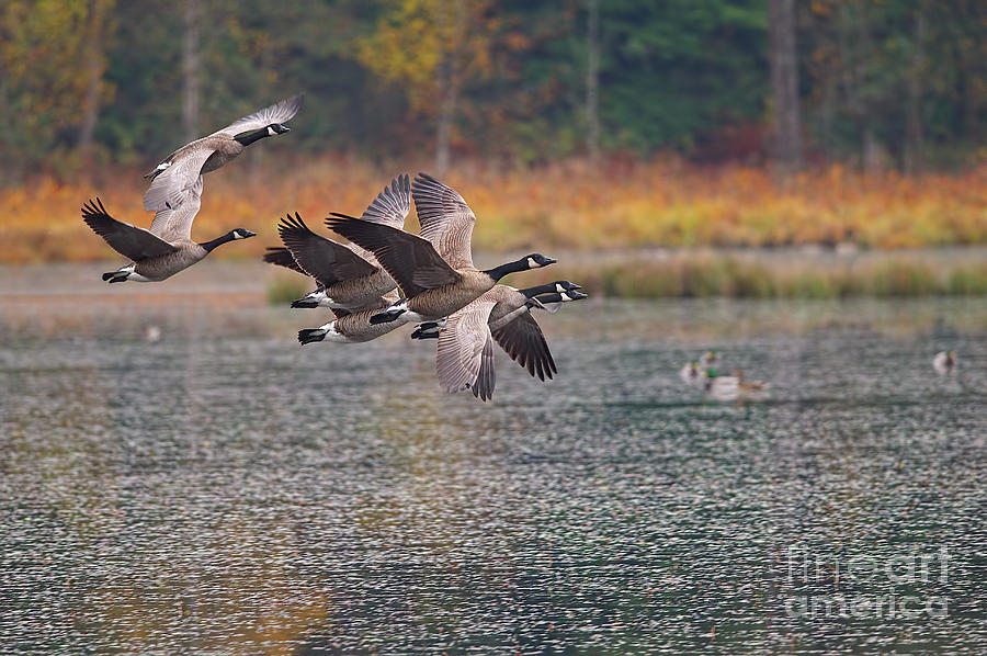 Canada Geese Circling the Marsh Photograph by Sharon Talson