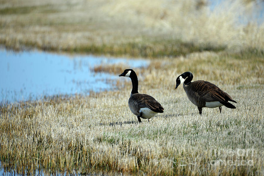 Canada Geese Photograph by Denise Bruchman