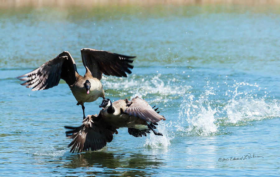 Canada Geese Dispute Photograph by Ed Peterson