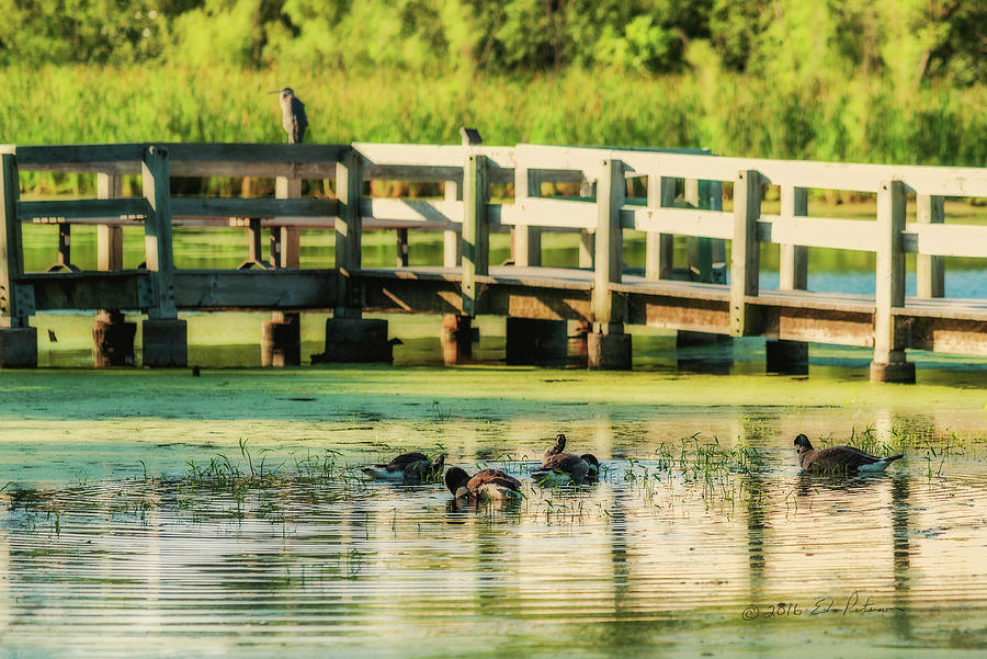Canada Geese Early Morning Bath Photograph by Ed Peterson