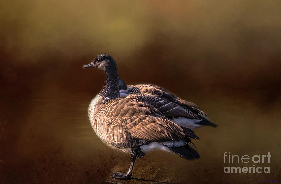 Bird Photograph - Canada Geese by Eva Lechner