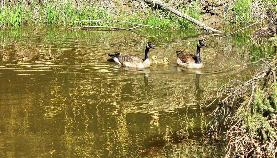 Canada Geese Family Photograph by Jim Sauchyn