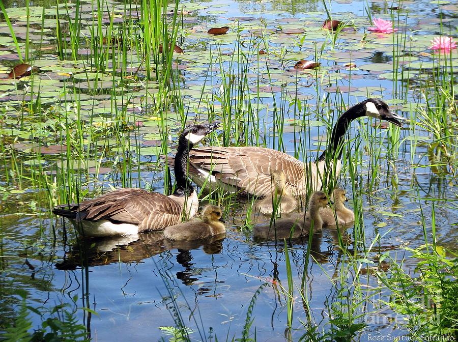 Canada Geese Family On Lily Pond Photograph