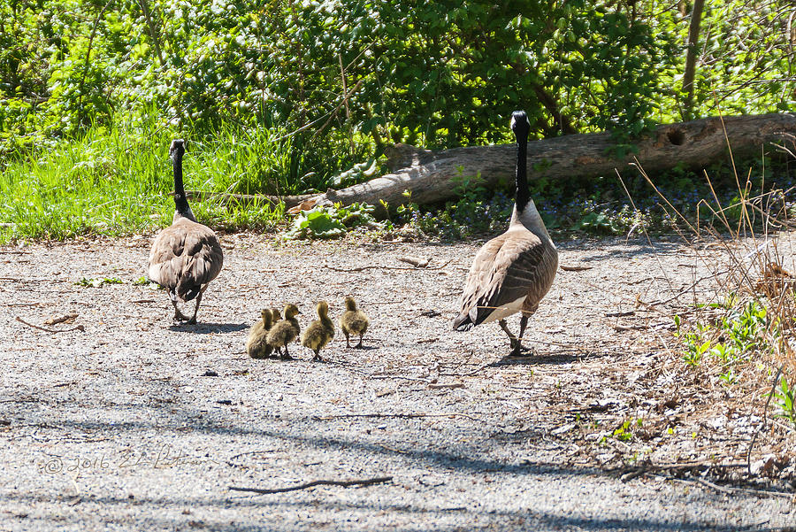 Canada Geese Family Walk Photograph by Ed Peterson