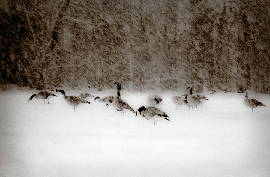 Canada Geese Feeding In Winter Photograph