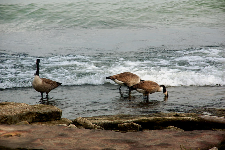 Canada Geese Feeding Photograph by Kathleen Stephens