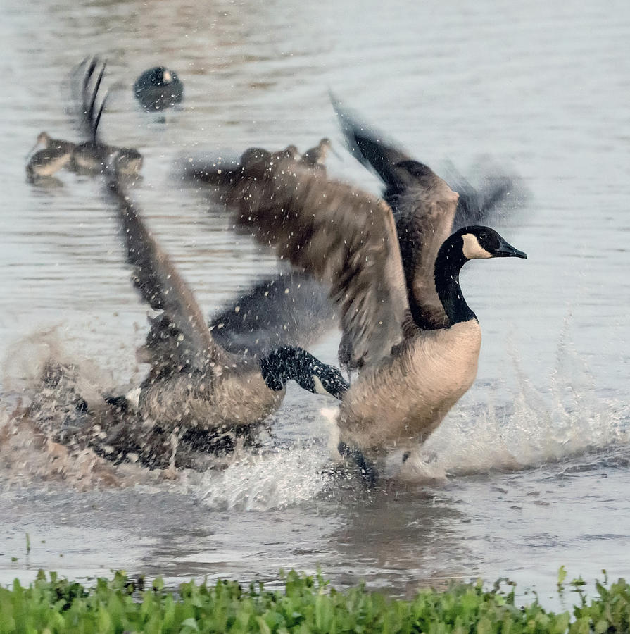 Canada Geese Fight 3975-012618-4cr Photograph by Tam Ryan