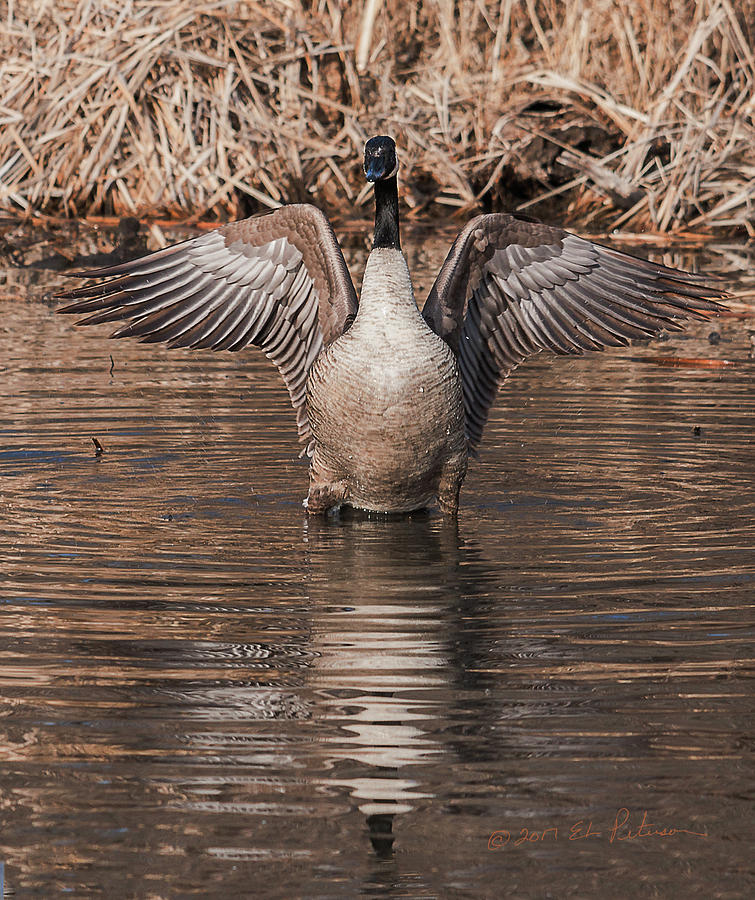 Canada Geese Flap Photograph by Ed Peterson