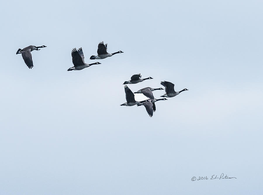 Canada Geese Flight Photograph by Ed Peterson