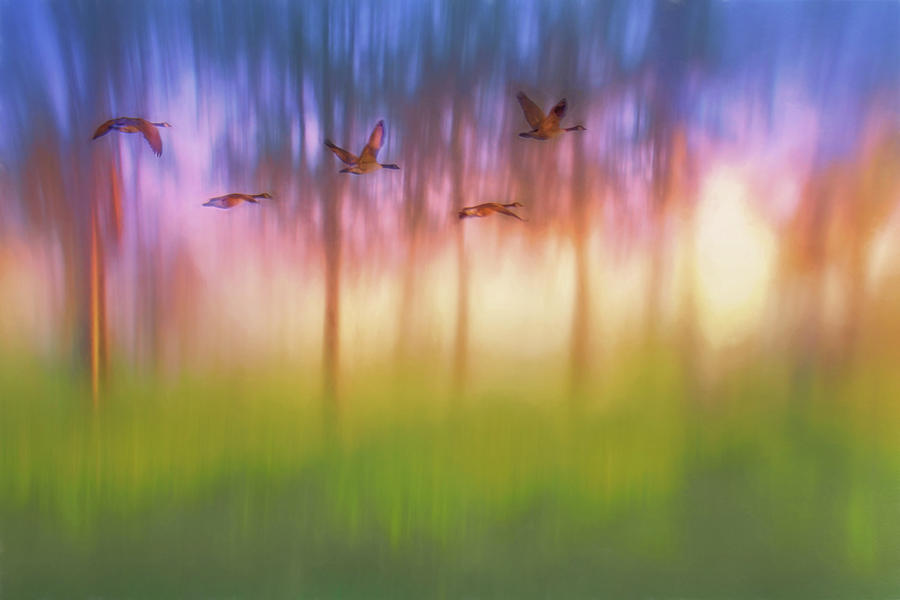 Canada Geese - Flight - Sunset Photograph by Nikolyn McDonald