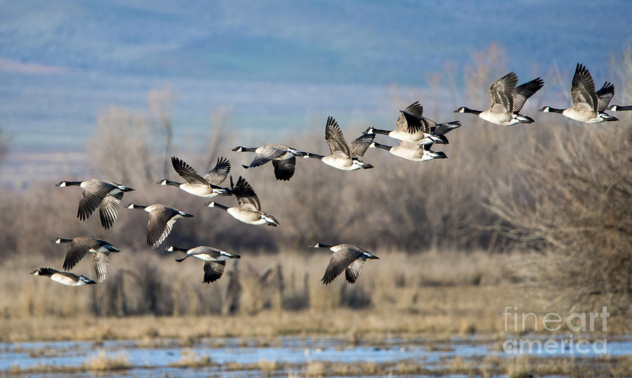 Canada  Geese Flock Photograph by Michael Dawson