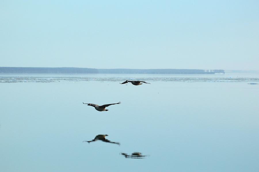 Canada Geese Flying At Big Bay Point  Digital Art by Lyle Crump