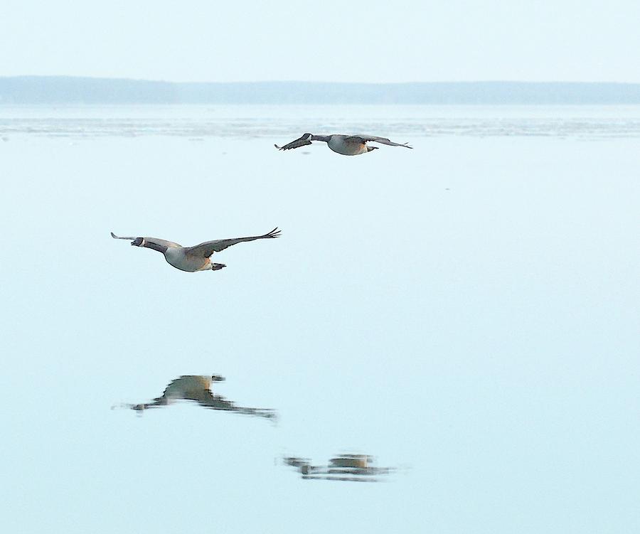 Canada Geese Flying At Big Bay Point  Three  Digital Art by Lyle Crump