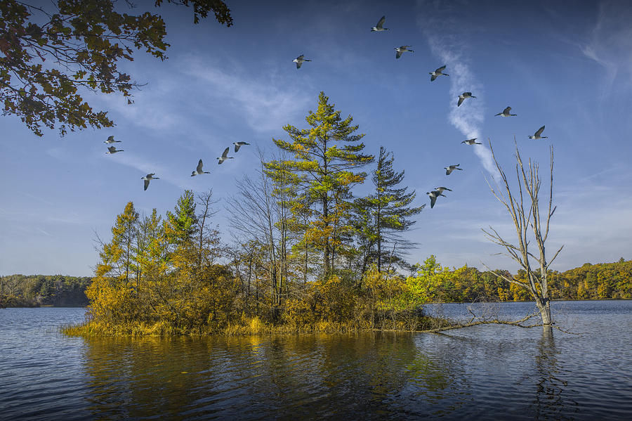 Canada Geese flying by a Small Island on Hall Lake Photograph by Randall Nyhof