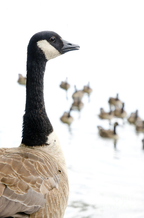 Geese Photograph - CANADA GEESE goose with wetlands birds and waterfowl by Andy Smy