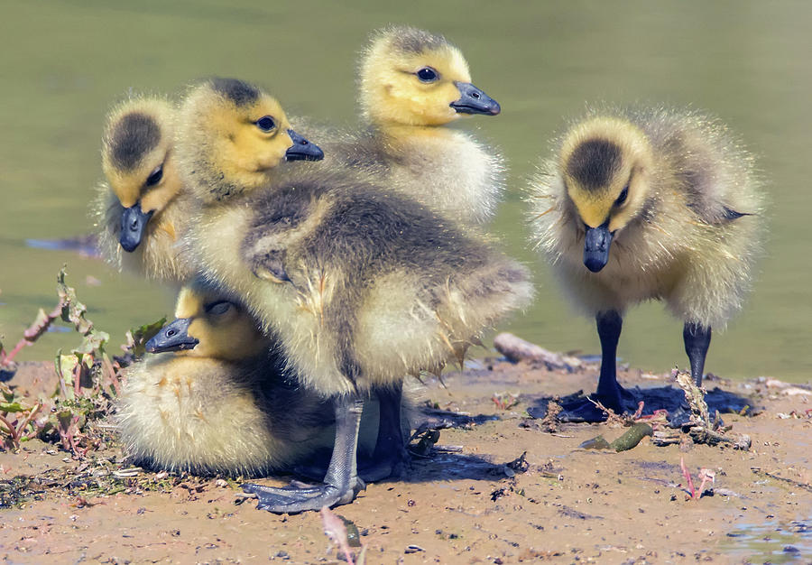 Canada Geese Goslings 4935-040518-1cr Photograph by Tam Ryan