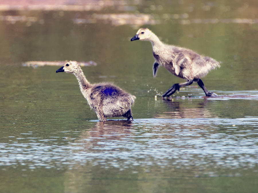 Canada Geese Goslings 7898-042918-1cr Photograph by Tam Ryan