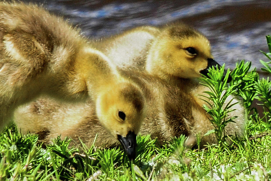 Canada Geese - goslings Photograph by Marilyn Burton