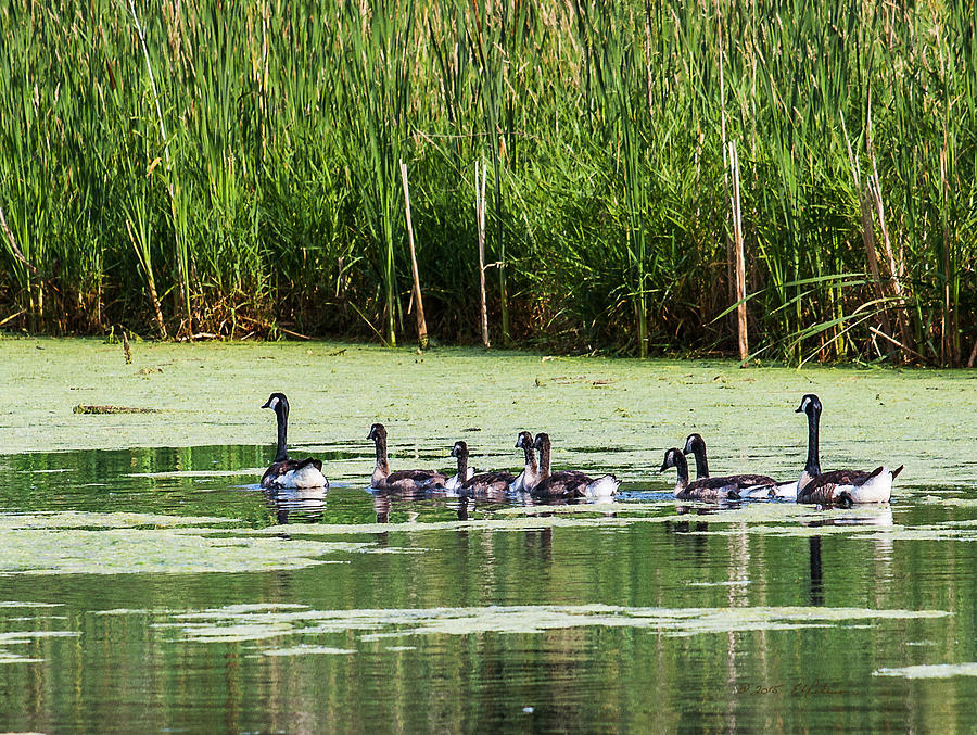 Canada Geese Growing Photograph by Ed Peterson