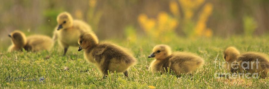 Canada Goose Hatchlings Photograph by J McCombie
