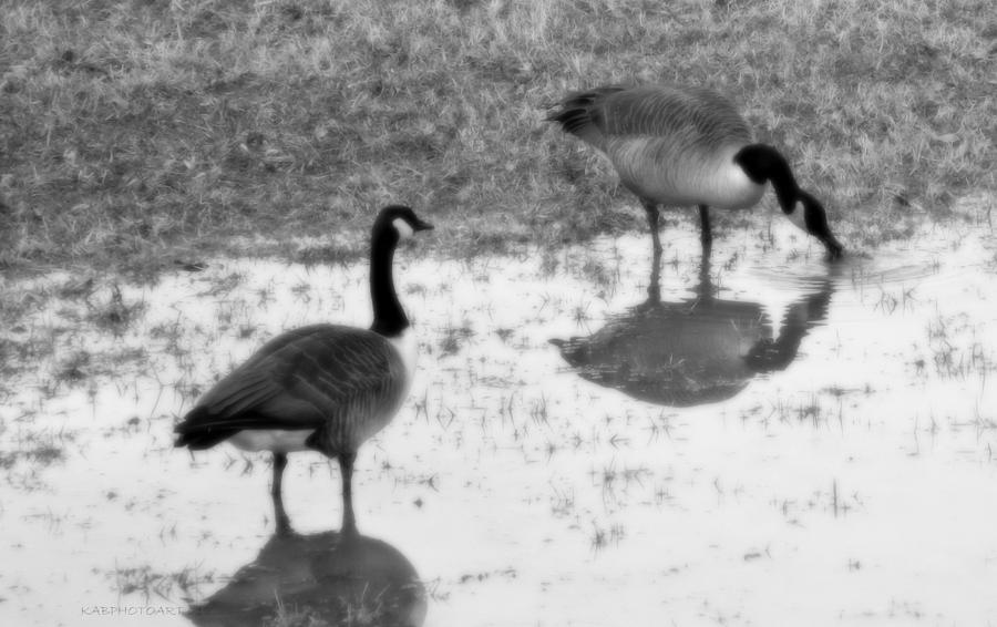 Canada Geese in Black and White Photograph by Kathy Barney