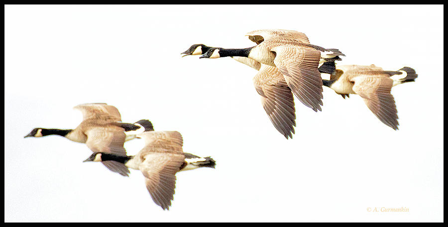 Canada Geese in Flight Photograph by A Macarthur Gurmankin