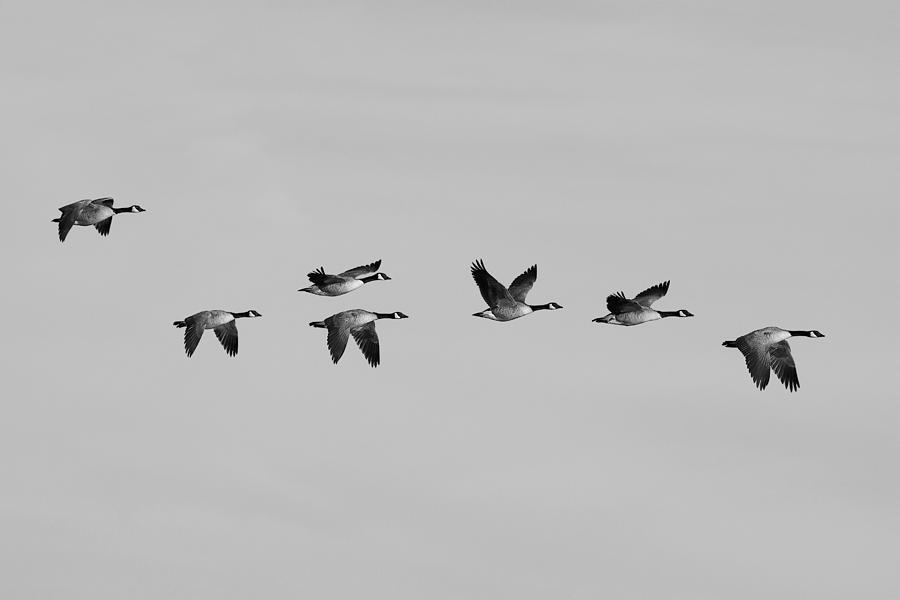 Canada Geese in flight - Black and white - Monochrome Photograph by Ram Vasudev