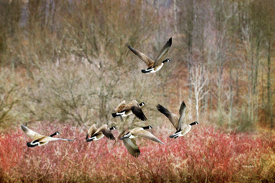 Canada Geese In Flight Photograph by Christina Rollo