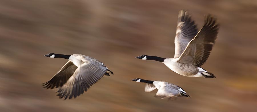 Canada Geese In Flight Photograph by Don Hammond