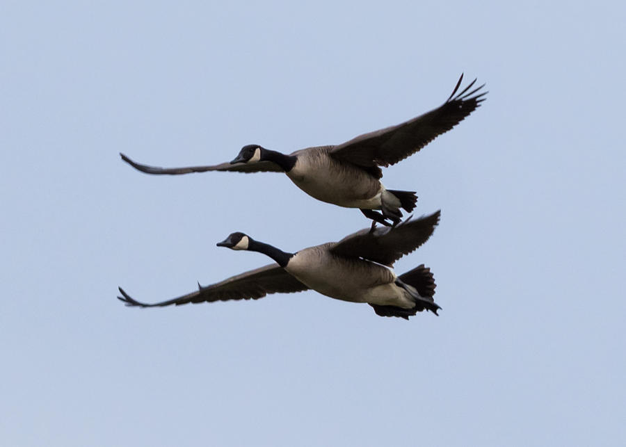 Canada Geese in Flight Photograph by Holden The Moment