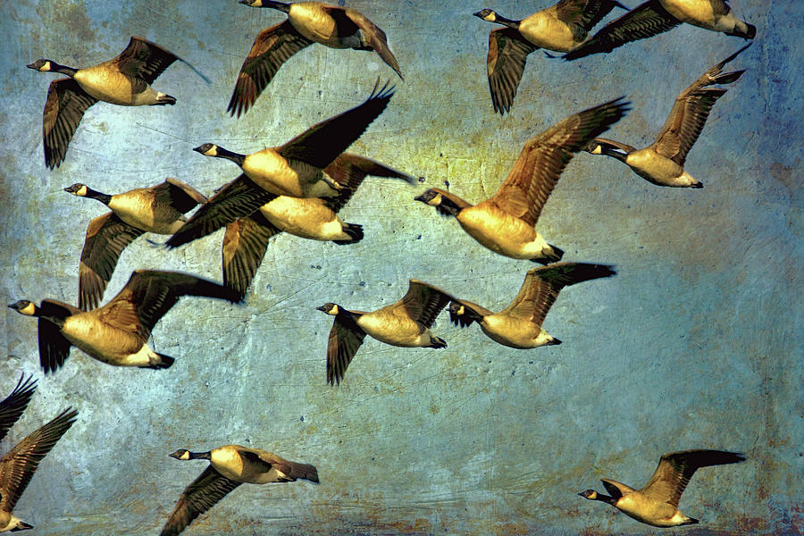Canada Geese in Flight Painting by Peggy Collins