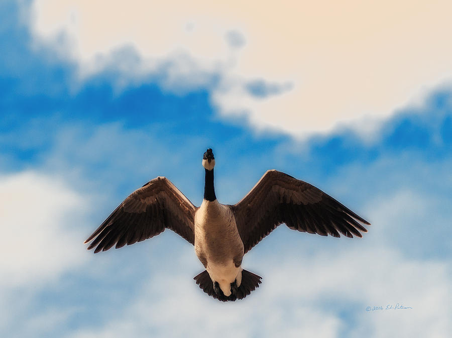 Canada Geese In Spring Photograph