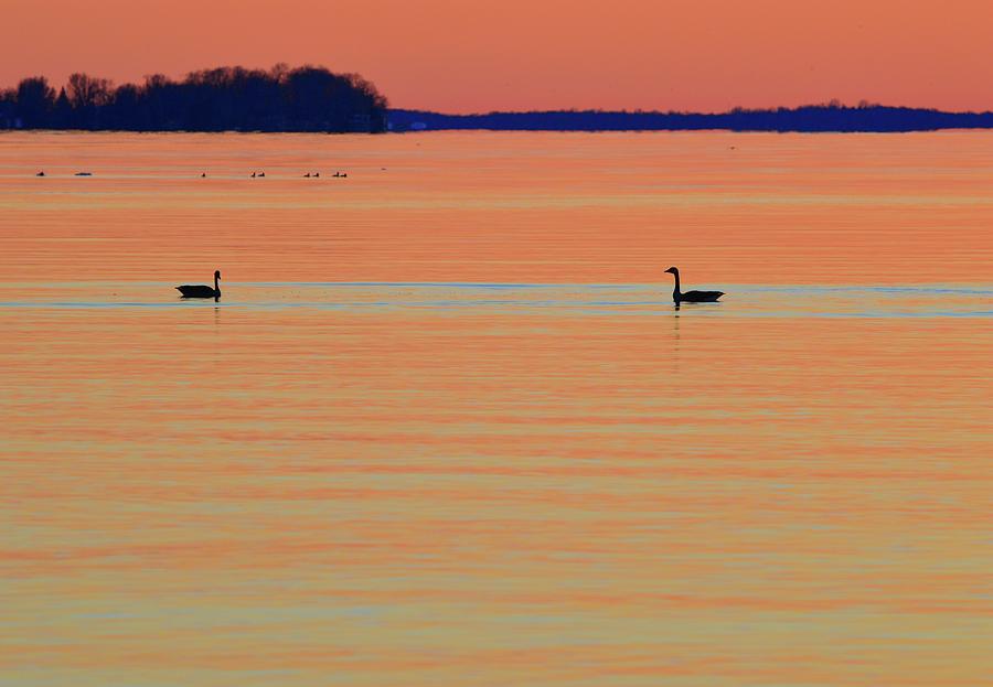 Canada Geese In The Early Morning In April  Photograph by Lyle Crump