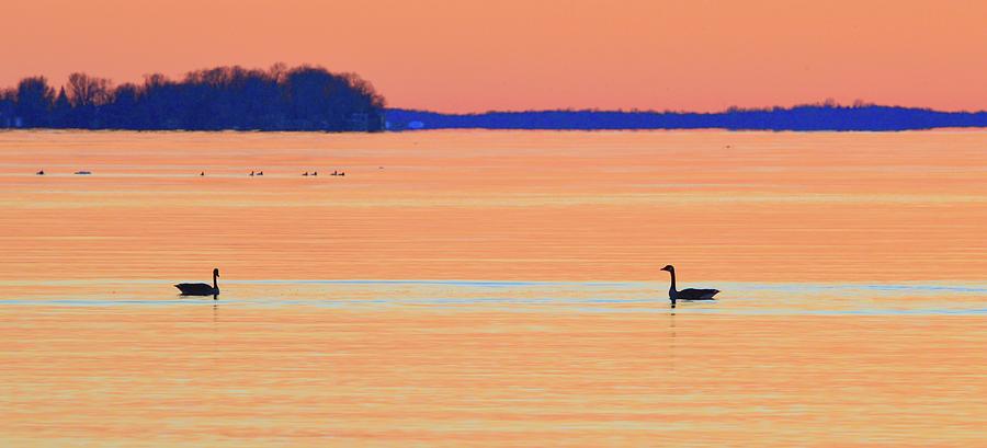 Canada Geese In The Early Morning In April Three  Photograph by Lyle Crump