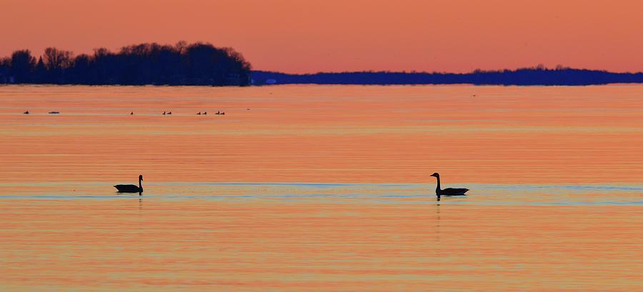 Canada Geese In The Early Morning In April Two  Photograph by Lyle Crump