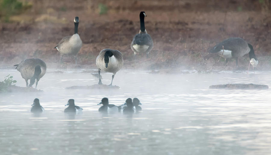 Canada Geese in the Mist 1123-011418-2cr Photograph by Tam Ryan