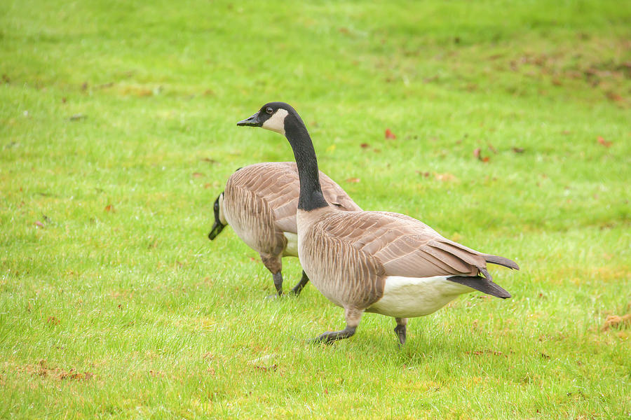 Canada Geese Photograph by Kristina Rinell