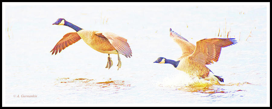 Canada Geese Landingin A Salt Marsh Photograph